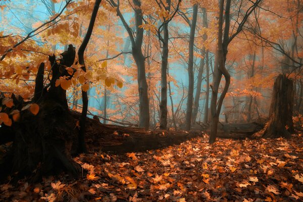 Autumn forest in bright foliage in fog