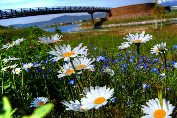 Kamillenlichtung am Fluss