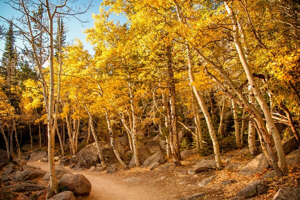 Sentiero lungo la foresta autunnale