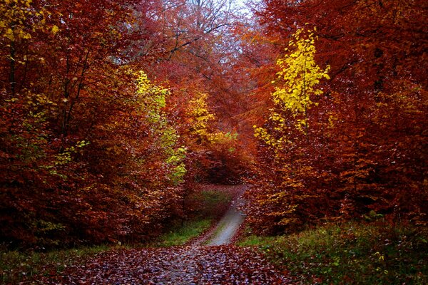 A long path among autumn trees