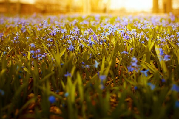 Fleurs des champs. Belle nature