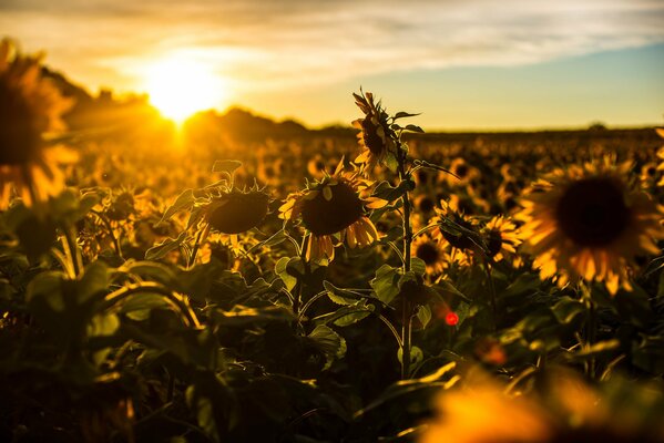 Champ de tournesols au soleil