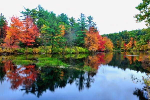 Reflexion des Herbstwaldes im See