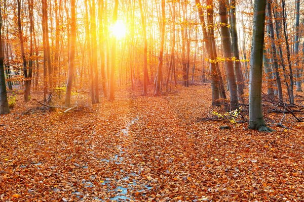 Paesaggio della foresta autunnale, foglie cadenti