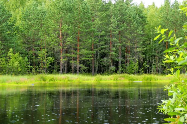 See im grünen Nadelwald im Sommer