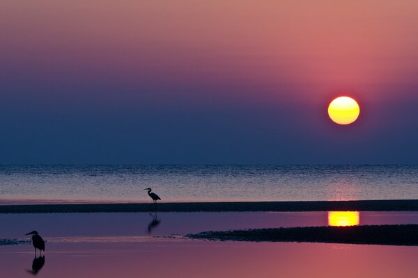 Côte avec des mouettes au coucher du soleil