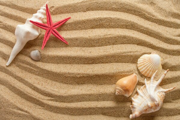 Muscheln und Seestern im Sand