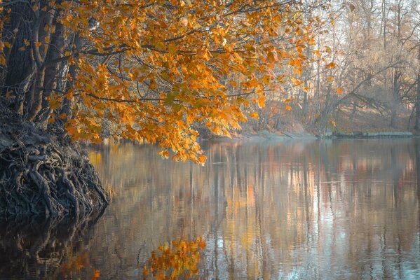 Herbstbaum auf einem düsteren Wasserhintergrund