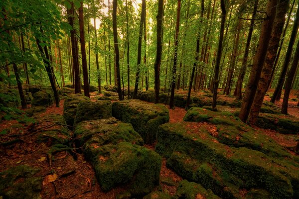 Pierres dans la mousse et le feuillage dans la forêt