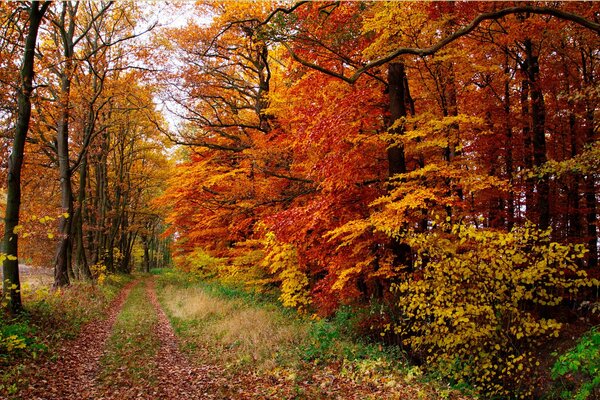 A path in a beautiful autumn forest