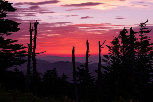 Landscape sunset glow in the mountains with tall trees