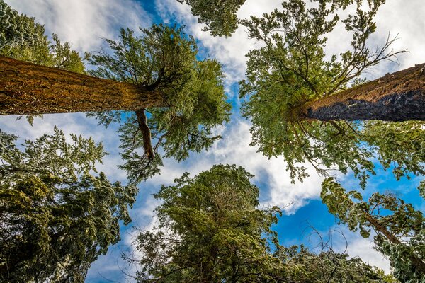 Crowns of trees against the sky