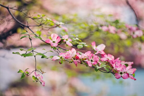 A branch of a blooming garden apple tree in nature