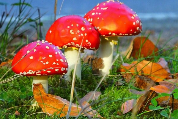 Three fly agaric mushrooms in the autumn dessert