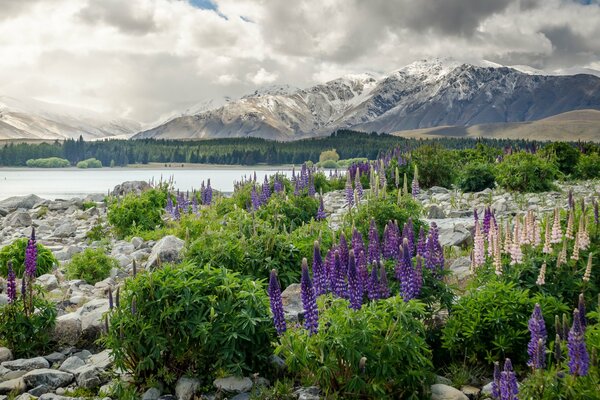 Mountains of New Zealand during the flowering period