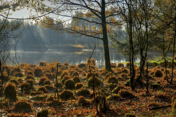 Grashalme in der Nähe des Herbstsees