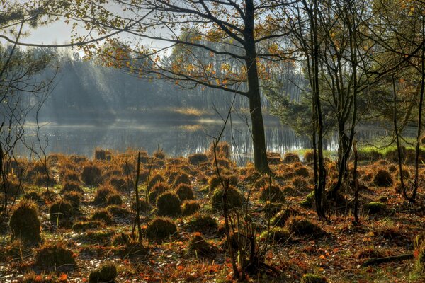 Montículos de hierba cerca del lago de otoño