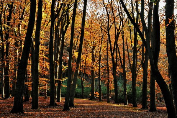 Laubfall im goldenen Herbstwald