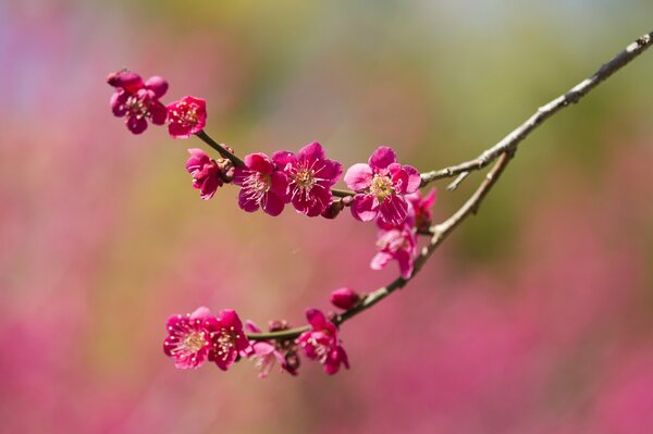 Branche d arbre avec des couleurs vives