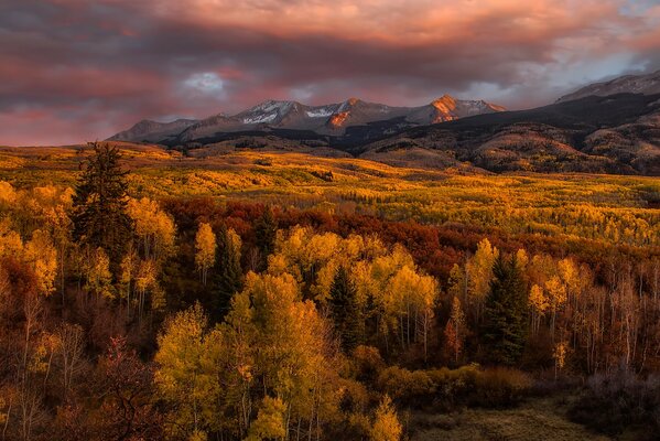 Pink clouds over a golden forest