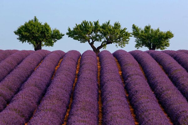 Blühender Lavendel, grüne Bäume. Frankreich, Provence
