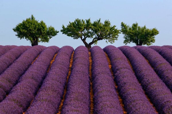 Blooming lavender, green trees. France, Provence region