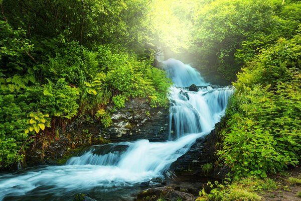 Ruisseau dans la forêt parmi les fougères et la verdure