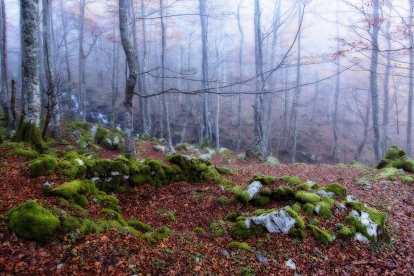 Nebbia nella suggestiva foresta autunnale