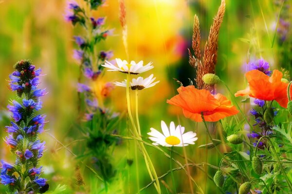 Kamille und Mohn im Feld