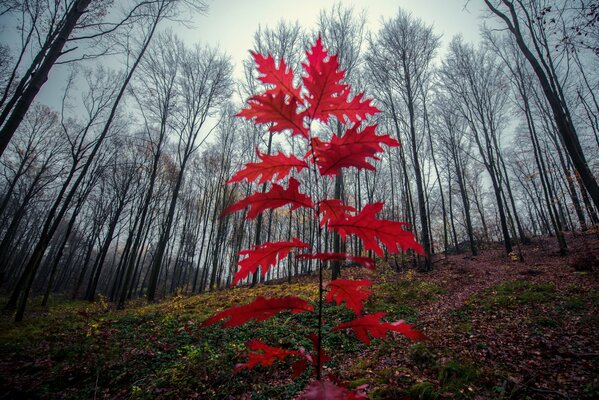 Jeune chêne sur une pente dans la forêt