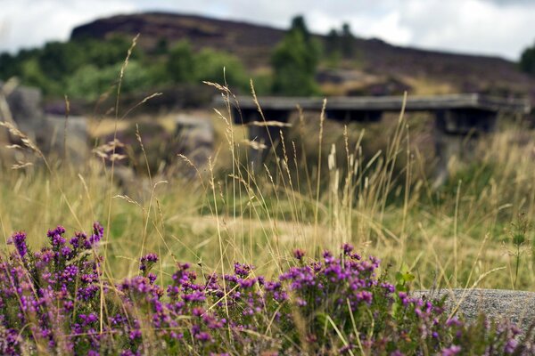 Frühlingsblumen-Feld mit Blick auf die Berge