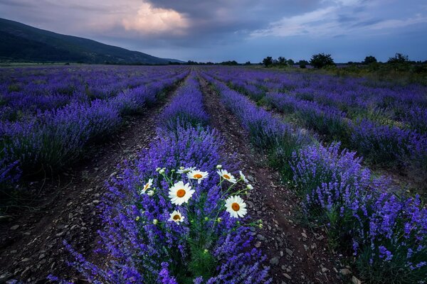 Paisaje campo, noche flores manzanilla