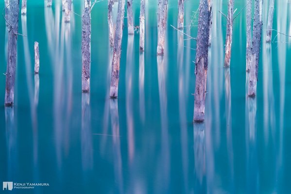 Drzewa w jeziorze od japońskiego fotografa
