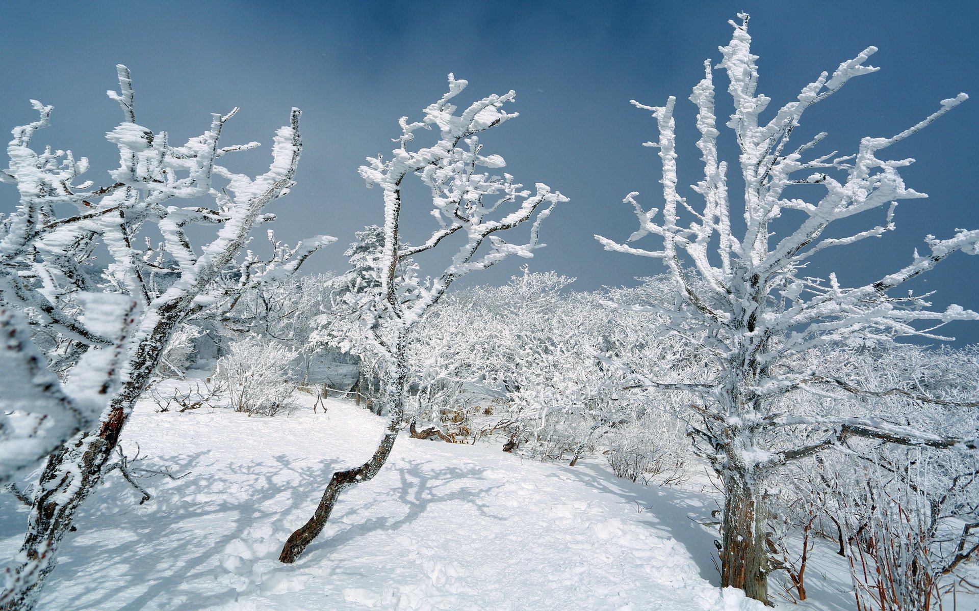 inverno alberi neve paesaggio