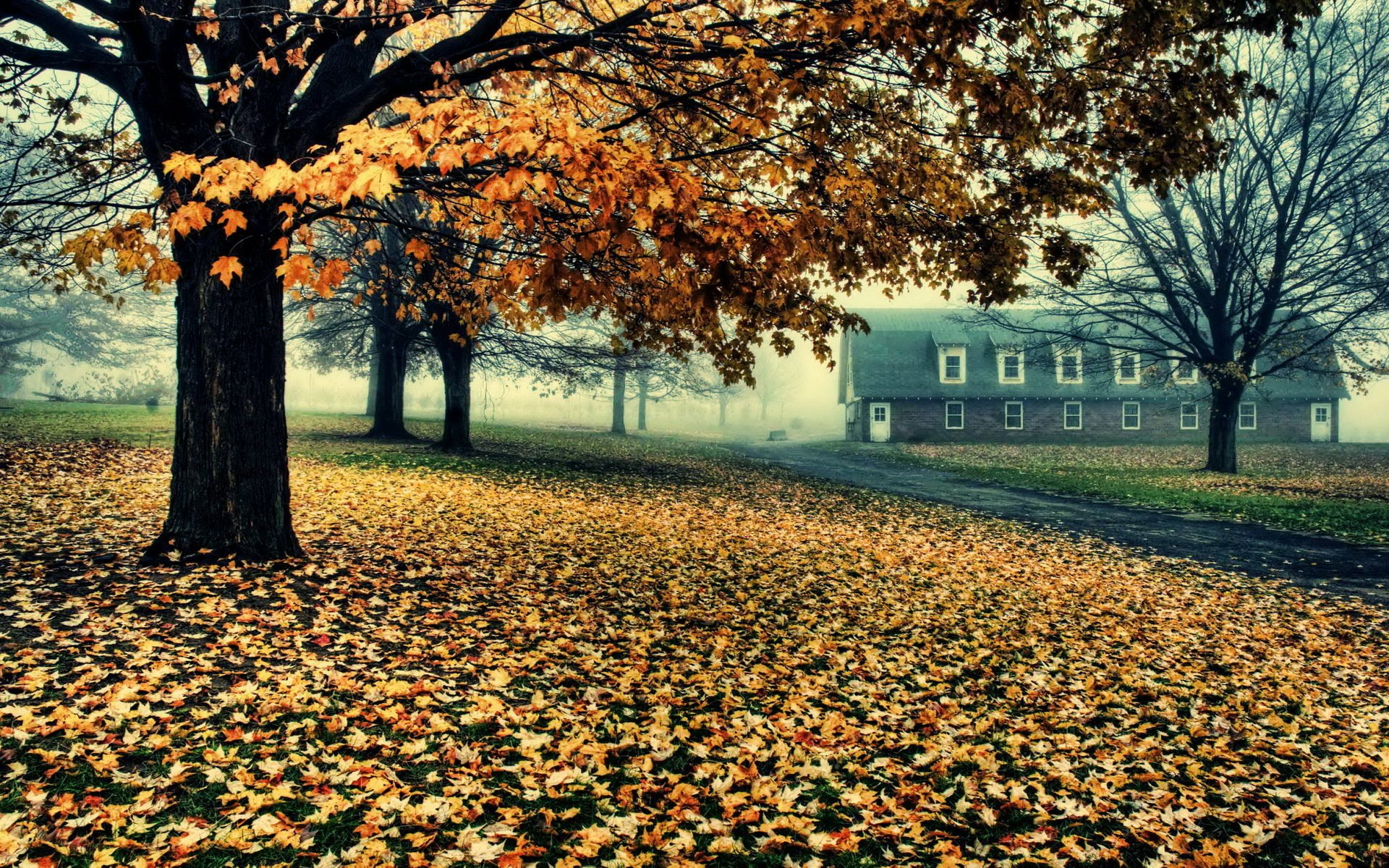 autunno alberi fogliame casa strada