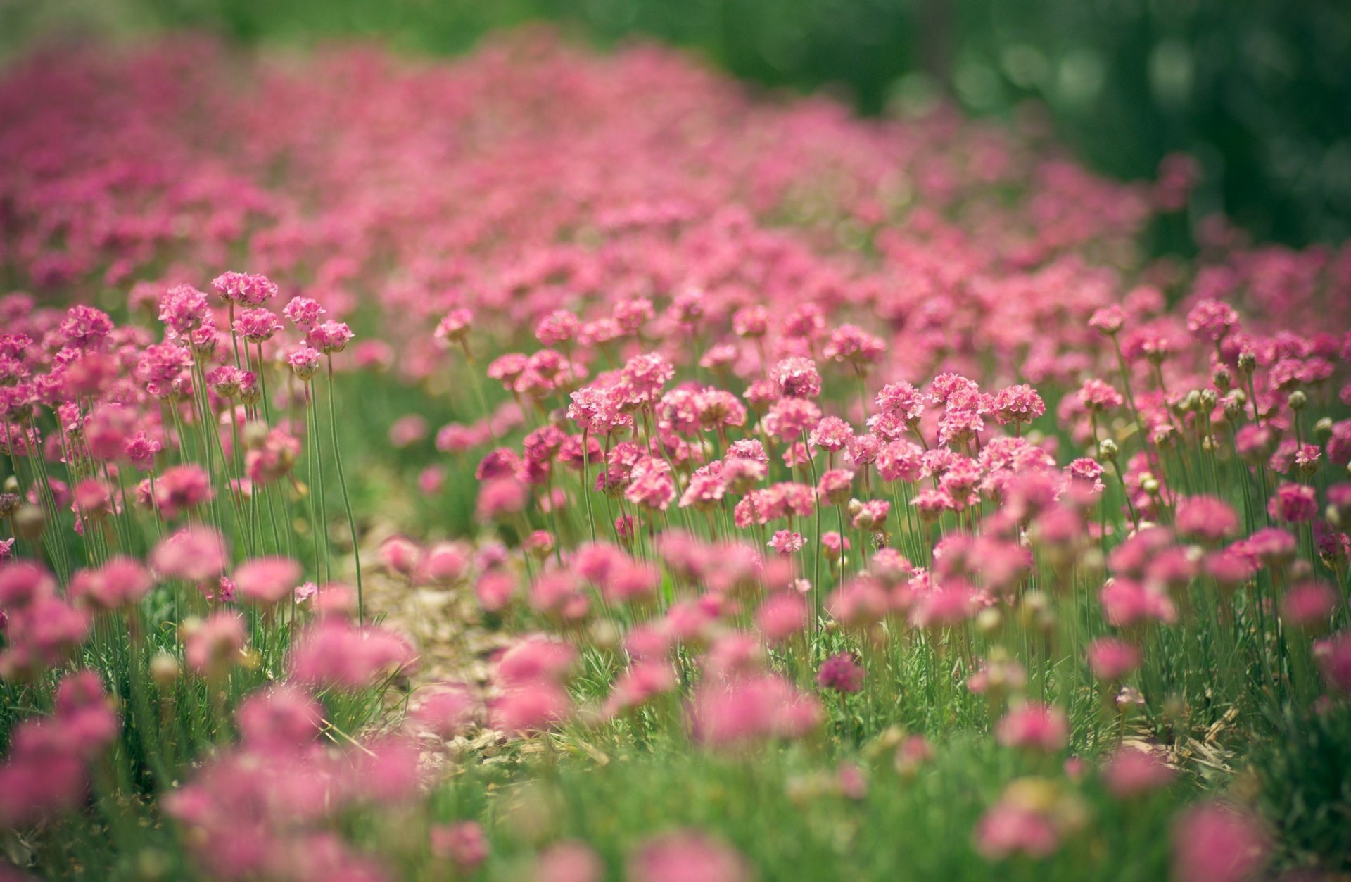 blumen rosa viele