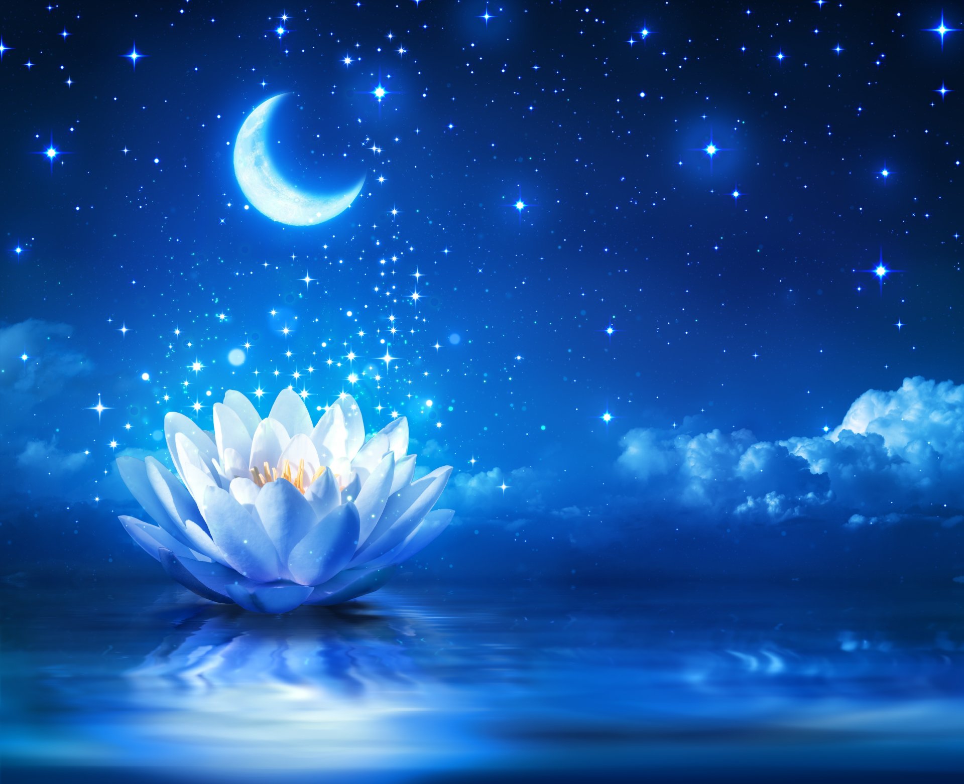 water lily flower bloom water sparkle lotus light