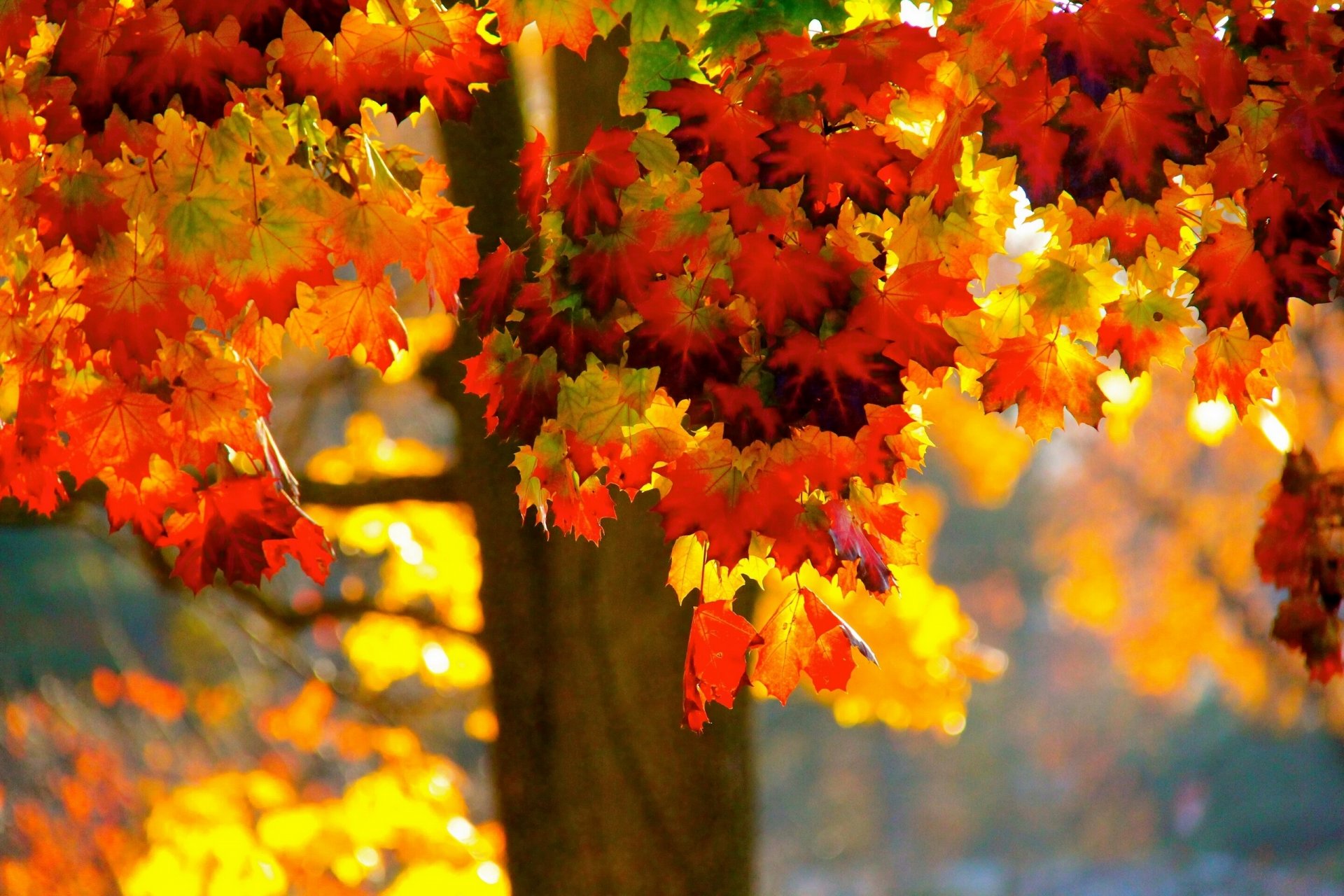 albero foglie autunno