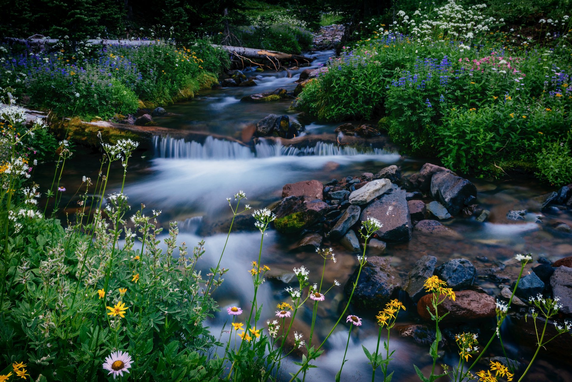 melody creek mount rainier waszyngton park narodowy mount rainier strumień kwiaty kamienie