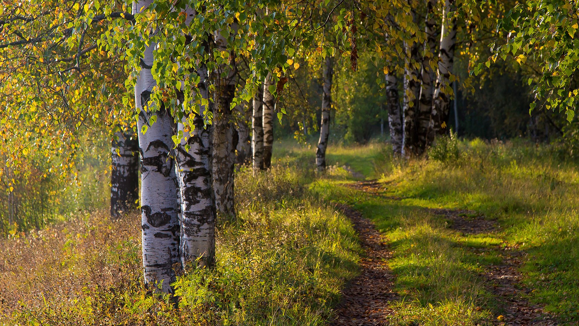 wald birke herbst straße