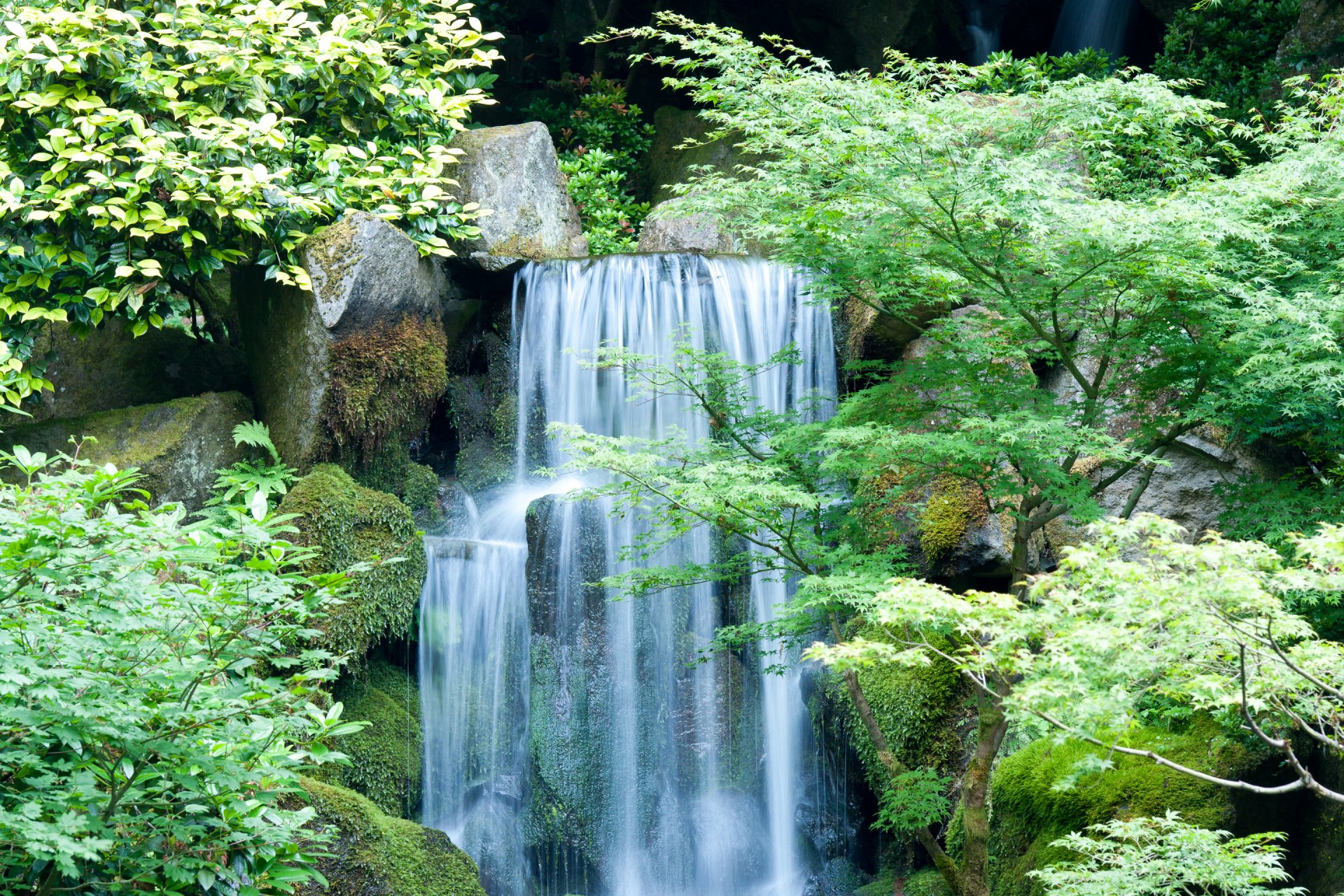 bosque árboles hojas roca piedras río cascada corriente paisaje