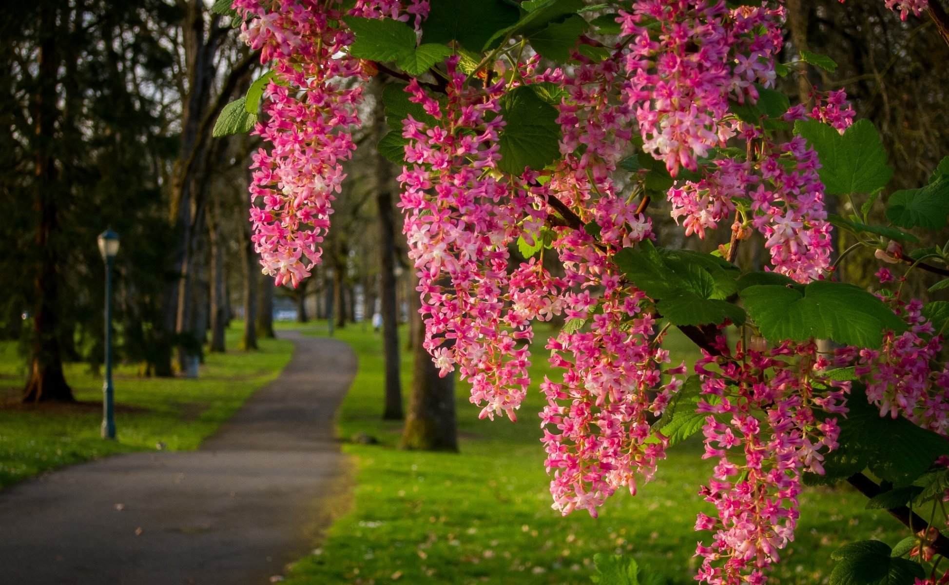 parc chemin branche floraison fleurs inflorescences