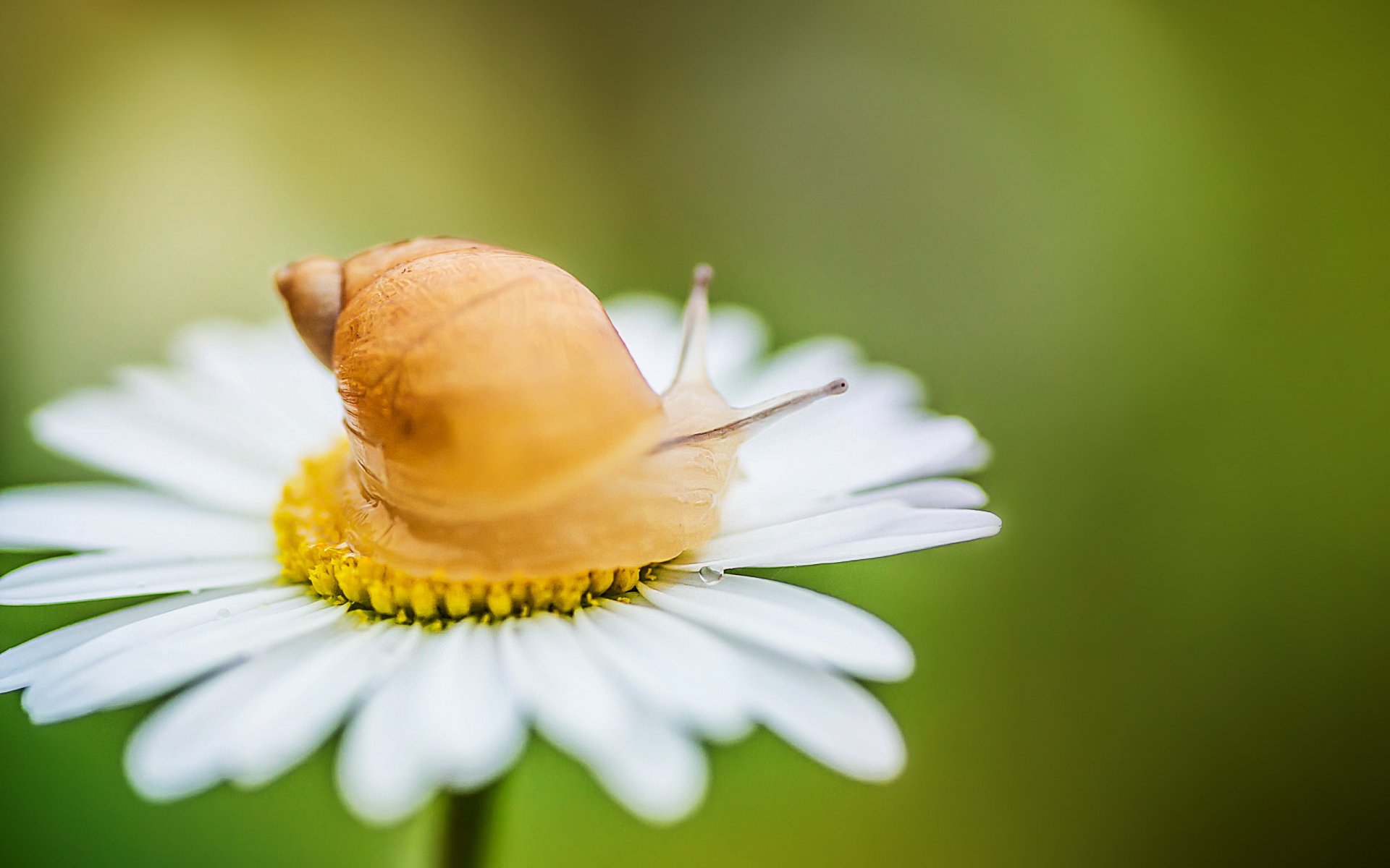 kamille schnecke natur