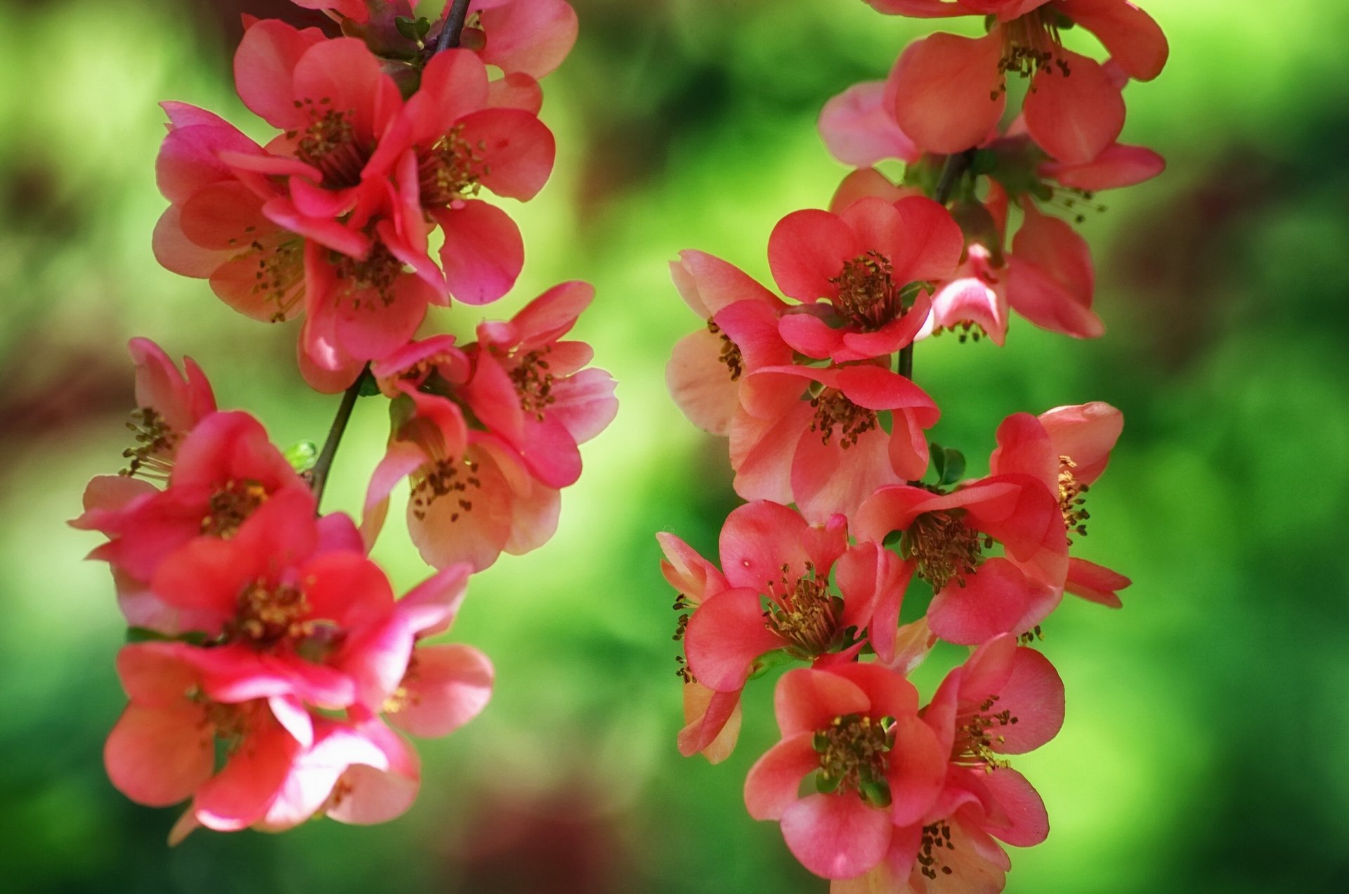 japonica branches bloom flowers close up