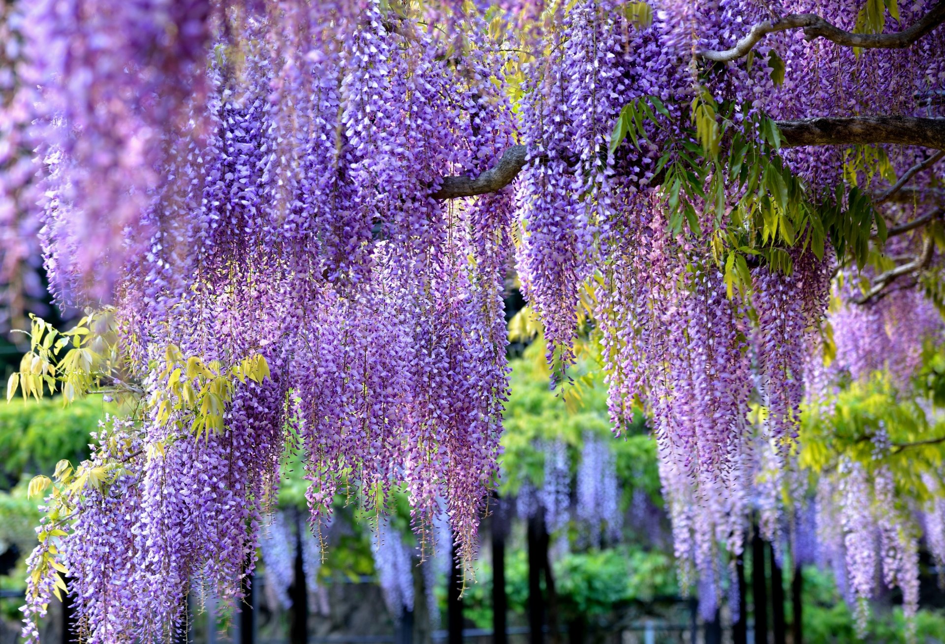 glyzinien wisteria zweige pinsel