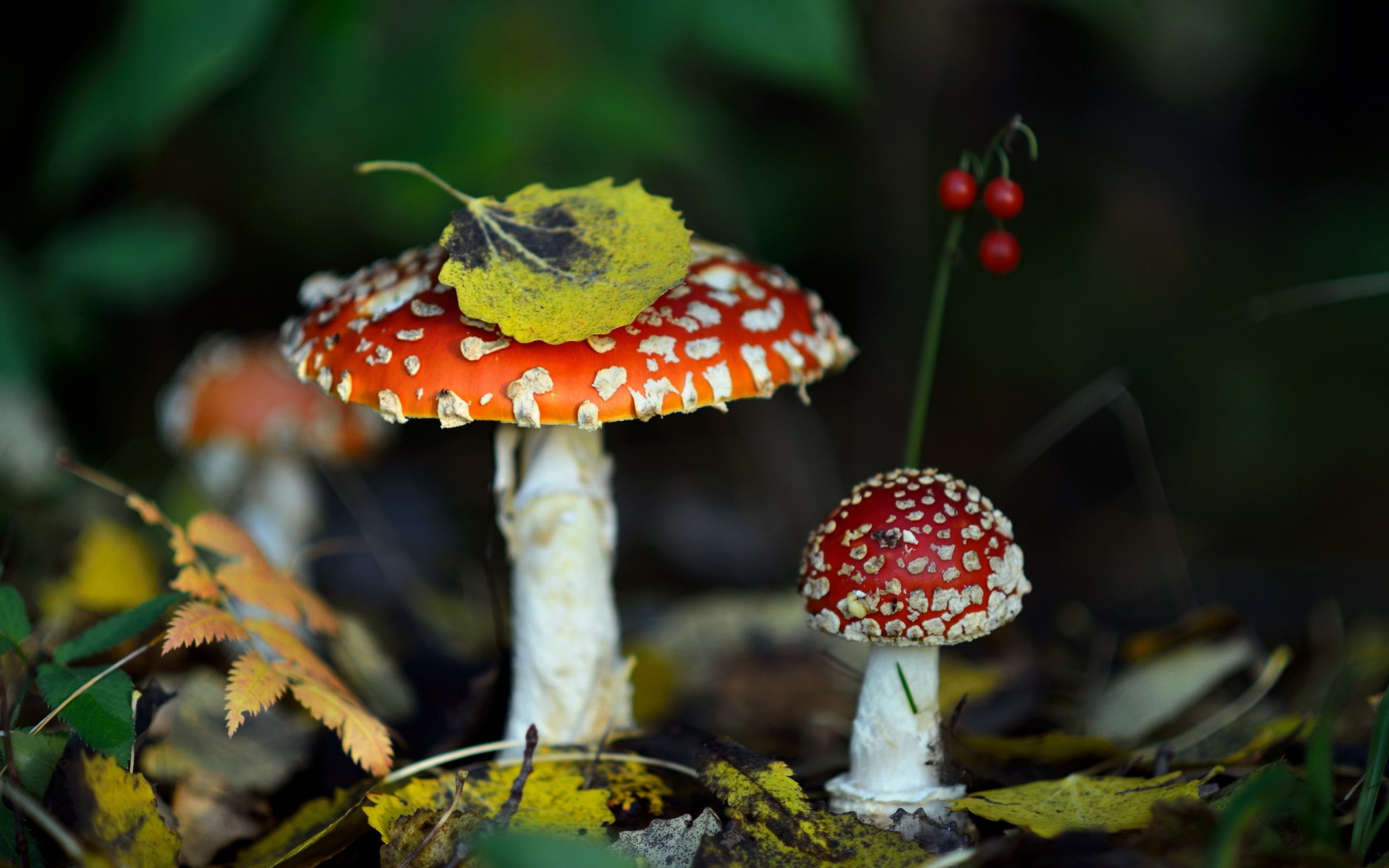 mushrooms forest leaves amanita autumn nature