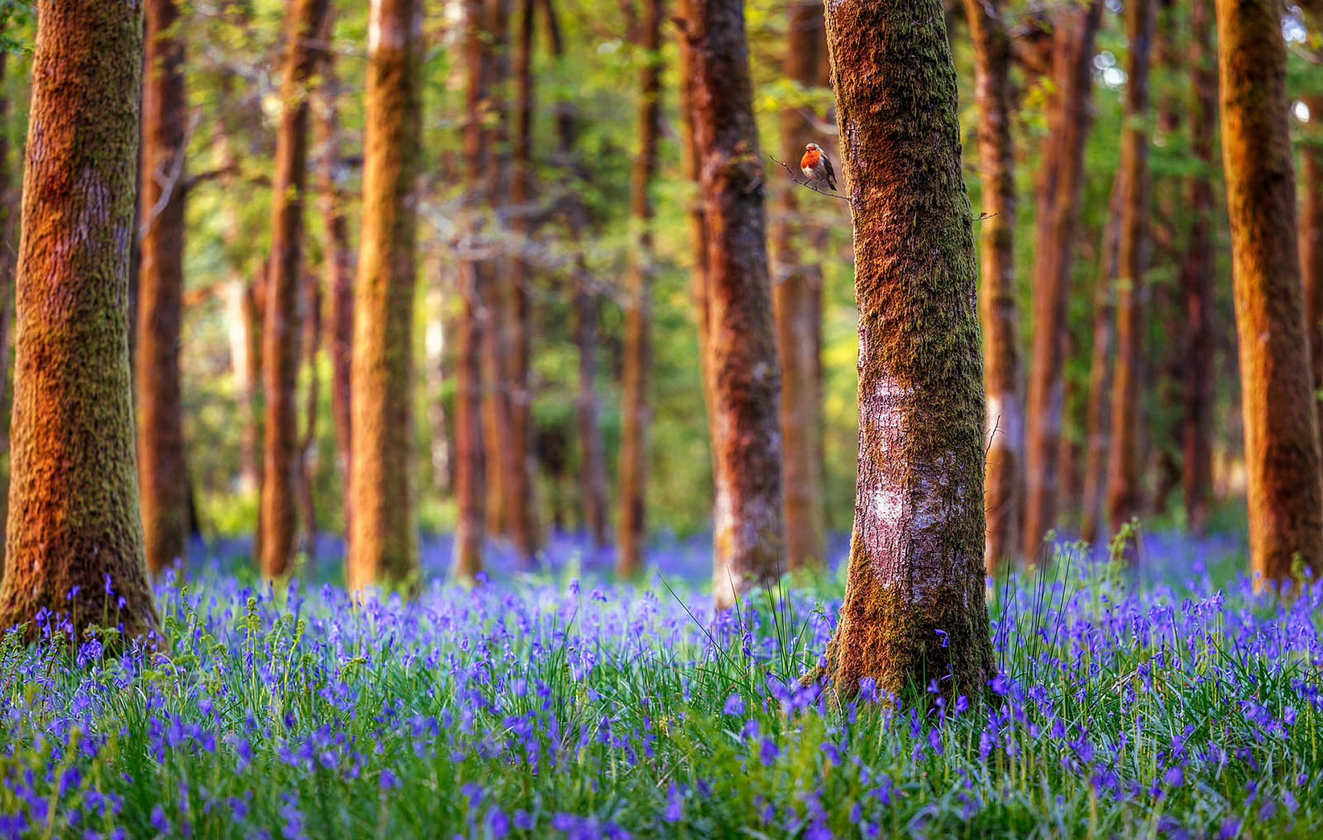 anglia las drzewa kwiaty dzwonki natura krajobraz