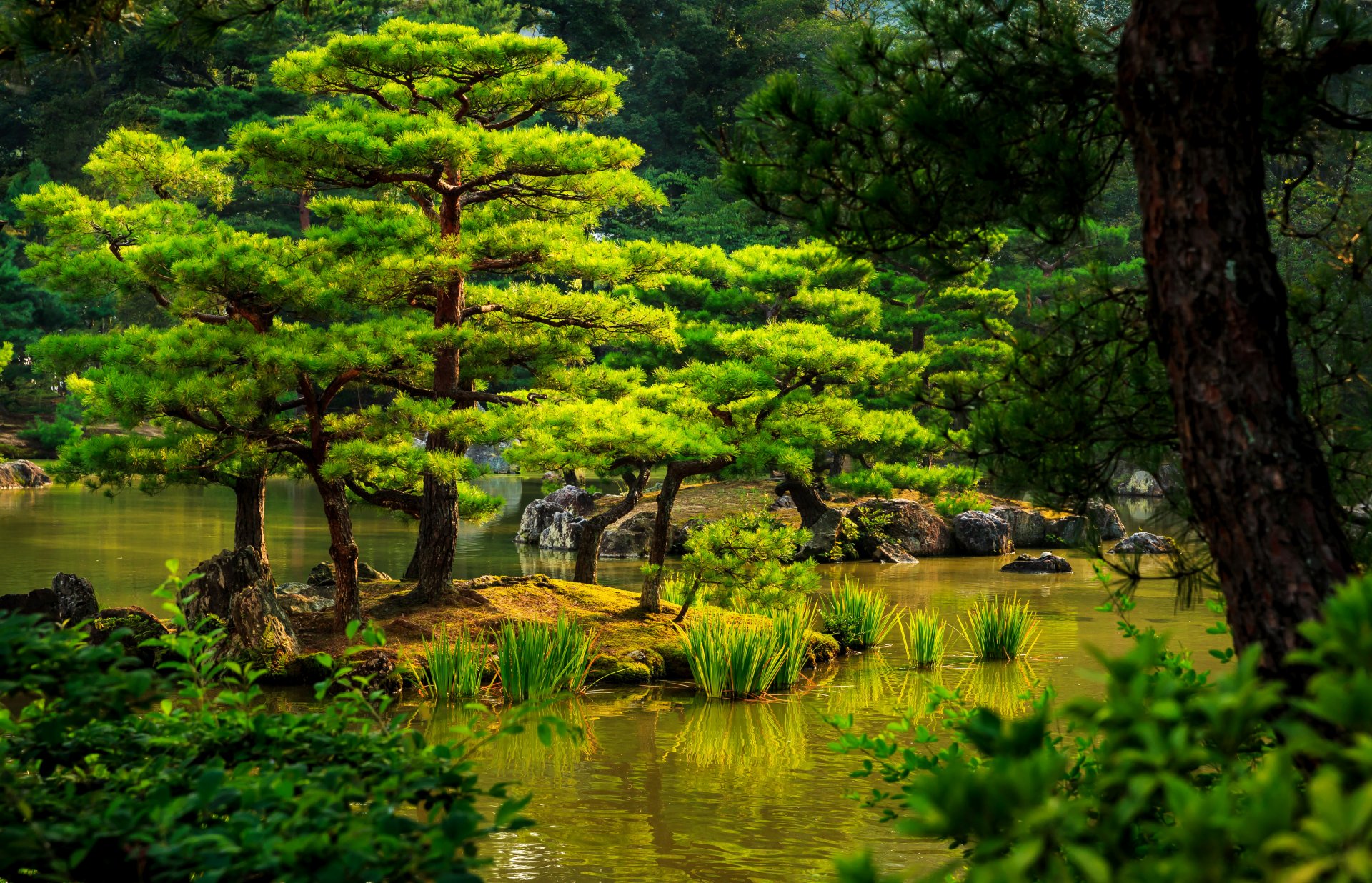 japan kyoto garten teich grüns steine büsche schilf bäume