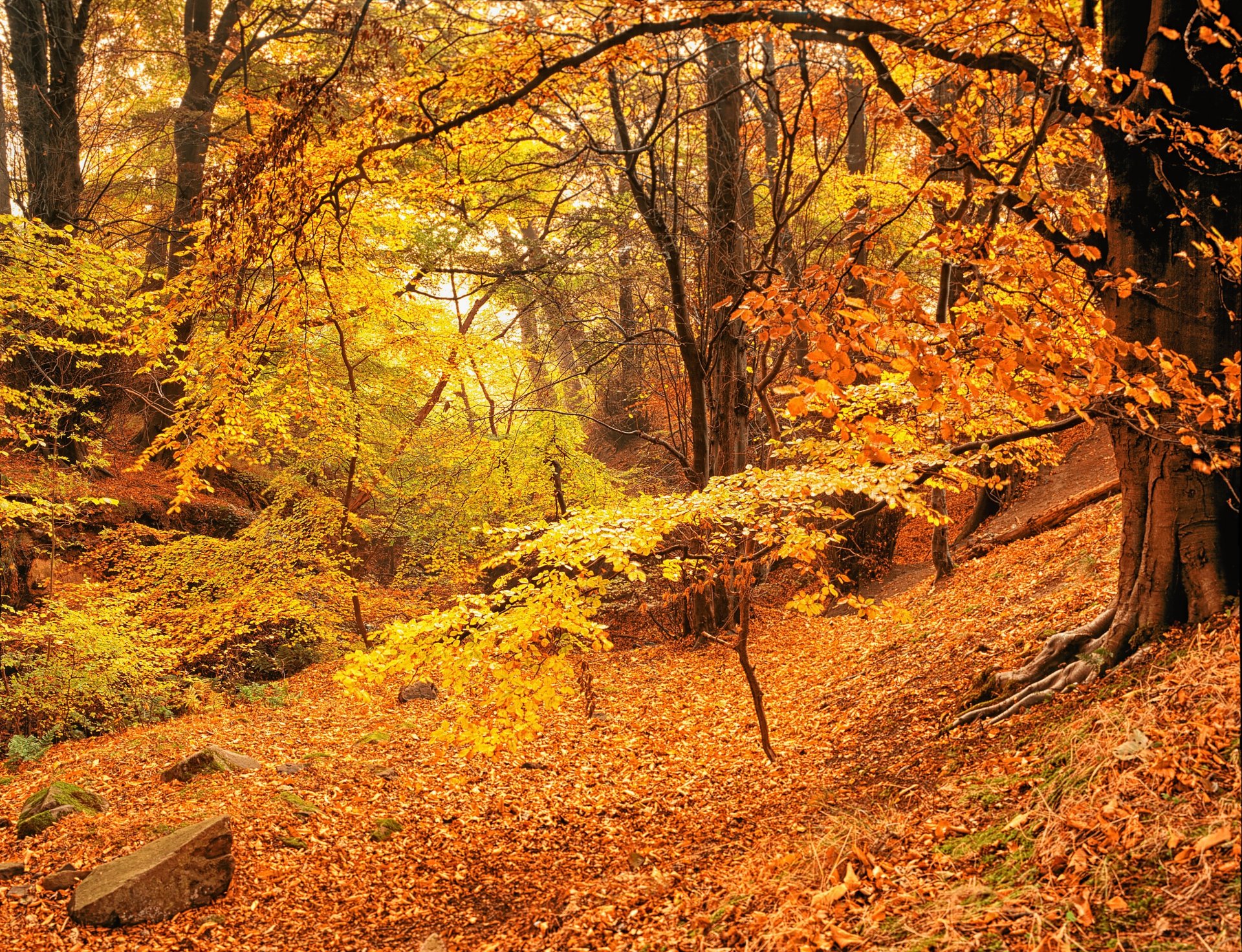 foresta alberi autunno oro foglie giallo