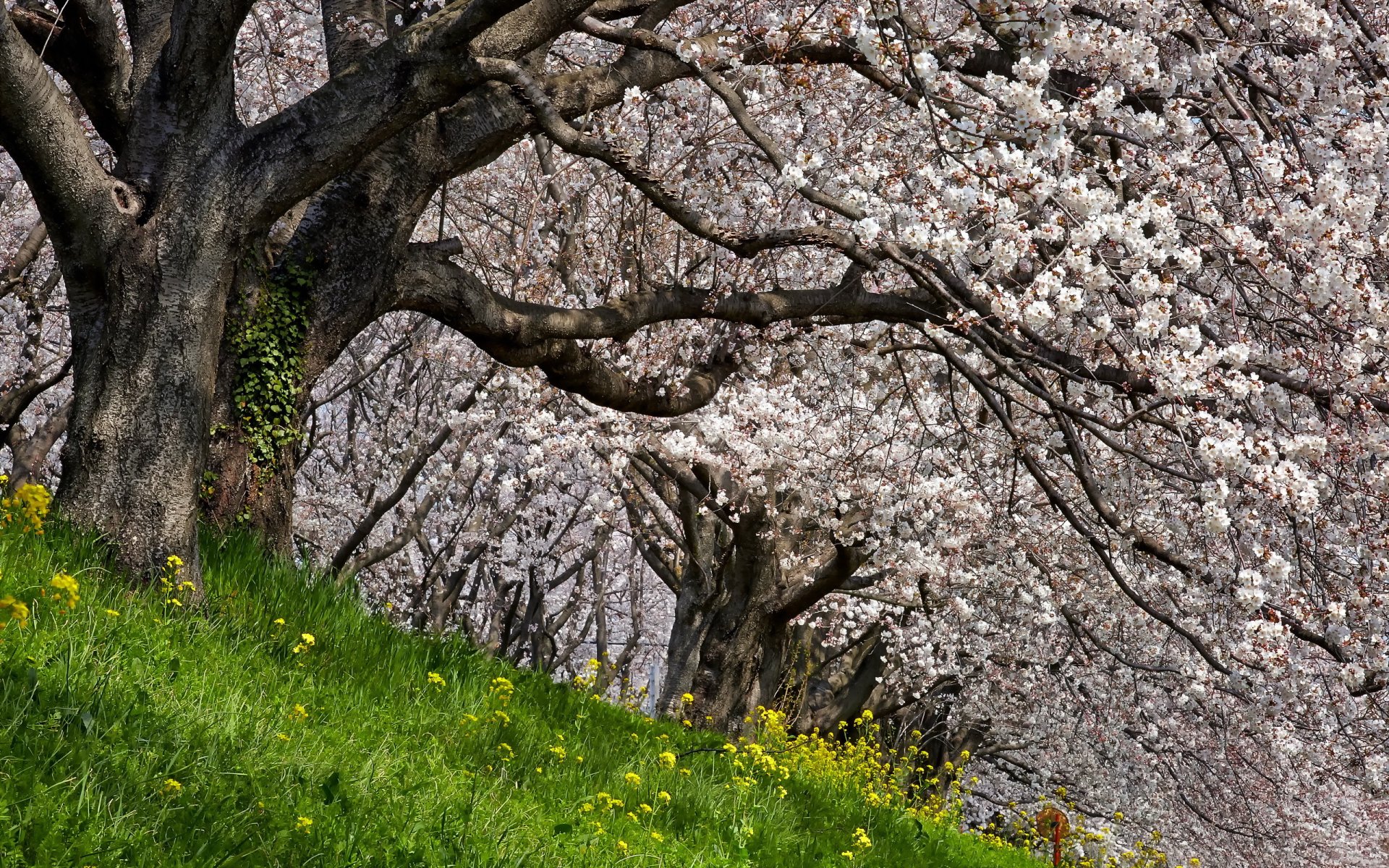 apple spring nature